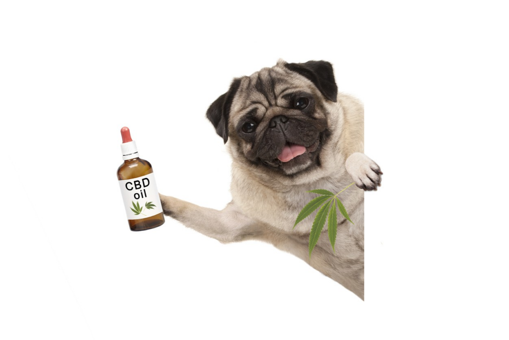 Give CBD Oil to Dogs